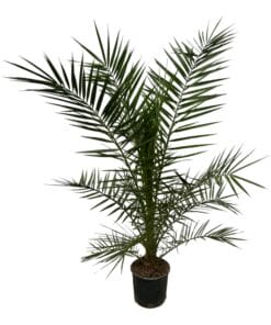 Phoenix Canariensis - 160 Cm - Ø22Cm