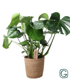 Monstera In Natural Basket - Ø21Cm - ↕60Cm