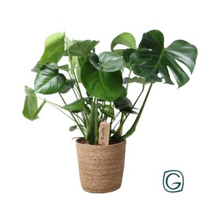 Monstera – Gatenplant – tropische kamerplant – ±21 cm