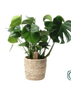 Monstera In Basket Palmleaf - Ø21Cm - ↕60Cm