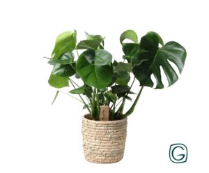 Monstera in palmblad mand – tropische kamerplant – ±21 cm
