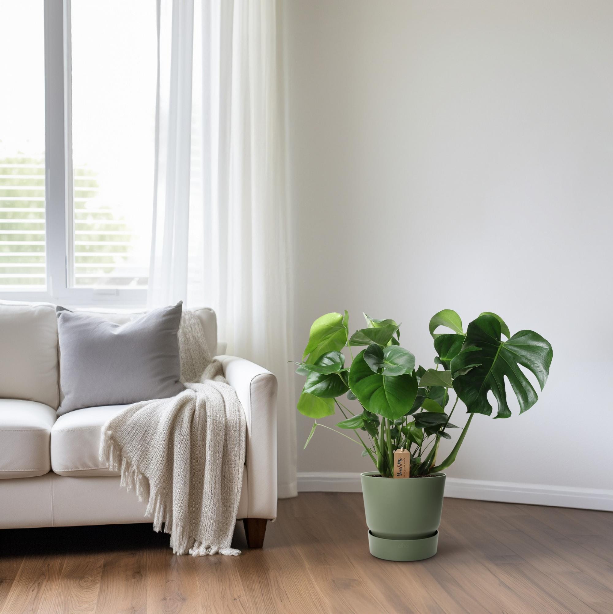 Monstera In Basket Palmleaf - Ø21Cm - ↕60Cm - Afbeelding 3