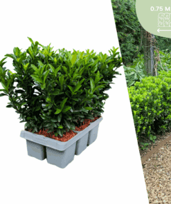 6 X Euonymus 'Green Spire' - 6 X Ø 7 Cm - ↨ 15 Cm