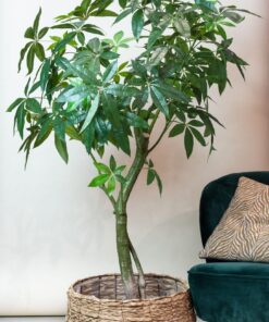 Kunstplant - Pachira Aquatica - Geldboom - Afbeelding 4