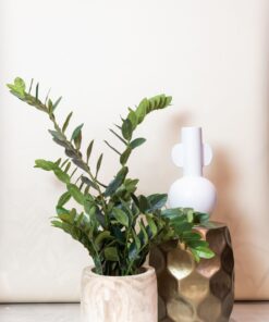 Kunstplant - Zamioculcas - Kamerpalm - Afbeelding 5