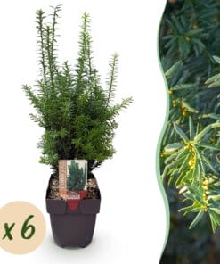 Taxus Media Hilii - Blad Groen - 6 Planten - 1 Strekkende Meter - Groenblijvend - Pot 17Cm Hoogte 60Cm