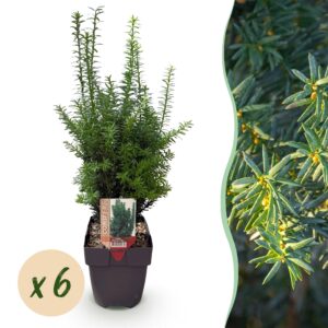 Taxus haagplant – groenblijvende haag met trage groei – pot 17 cm, ±60 cm