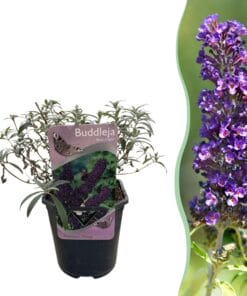 Vlinderstruik - Buddleja Davidii Black Night - Bloem Paars - 1 Plant - Bladverliezend - Vlinderlokkend -  Pot 17Cm Hoogte 25Cm