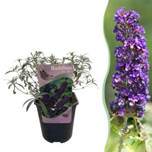 Vlinderstruik (Buddleja davidii 'Black Night') – vlindervriendelijke – pot 17 cm, ±25 cm