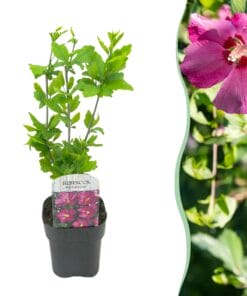 Hibiscus Syriacus Woodbridge - Bloem Roze - Heesters - Bladverliezend - Weinig Onderhoud - Pot 17Cm Hoogte 45Cm