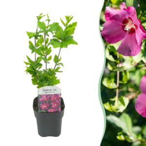Hibiscus heester 'Woodbridge' – zomerbloeiende met grote roze bloemen – pot 17 cm, ±45 cm