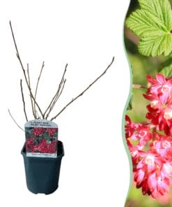 Ribes Sanguineum Kind Edward - Bloem Rood - Heesters - Bladverliezend - Weinig Onderhoud - Pot 17Cm Hoogte 45Cm