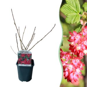 Bloedbes (Ribes sanguineum 'King Edward') – geurende voorjaarsbloei – pot 17 cm, ±45 cm