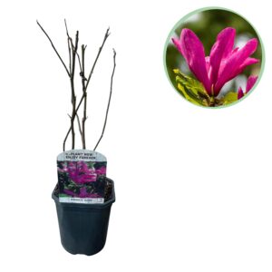 Magnolia 'Susan' – compacte heester met donkerroze voorjaarsbloei – pot 17 cm, ±45 cm