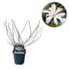 Magnolia Stellata  - Bloem Wit  - Heesters - Bladverliezend - Weinig Onderhoud - Pot 17Cm Hoogte 45Cm