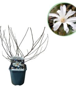 Magnolia Stellata  - Bloem Wit  - Heesters - Bladverliezend - Weinig Onderhoud - Pot 17Cm Hoogte 45Cm