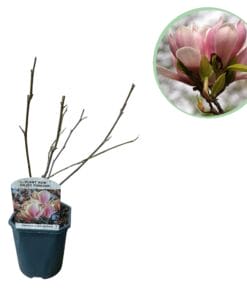 Magnolia Soulangiana  - Bloemen Licht Roze - Heesters - Bladverliezend - Weinig Onderhoud - Pot 17Cm Hoogte 45Cm