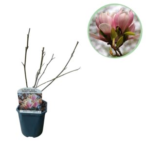 Magnolia – grote roze voorjaarsbloemen – pot 17 cm, ±45 cm