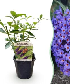 Vlinderstruik - Buddleja Davidii Empire Blue- Bloem Blauw - 1 Plant - Bladverliezend - Vlinderlokkend -  Pot 17Cm Hoogte 25Cm