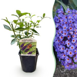 Vlinderstruik (Buddleja davidii 'Empire Blue') – vlindervriendelijke – pot 17 cm, ±25 cm