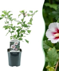 Hibiscus Syriacus Hamabo - Bloem Licht Roze - Heester - Bladverliezend - Weinig Onderhoud - Pot 17Cm Hoogte 45Cm