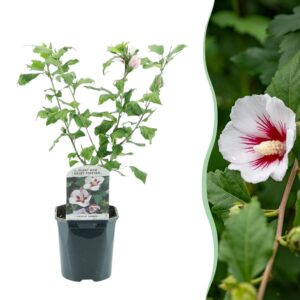 Tuinhibiscus (Hibiscus syriacus 'Hamabo') – lang bloeiende zomerstruik – pot 17 cm, ±45 cm