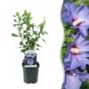 Hibiscus Syriacus Oiseau Blue - Bloem Blauw - 1 Plant - Bladverliezend - Weinig Onderhoud - Pot 17Cm Hoogte 45Cm