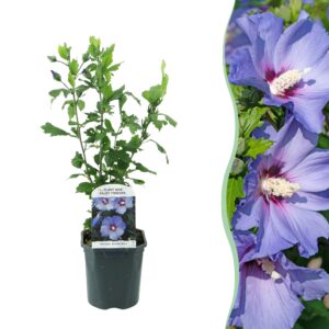Hibiscus 'Oiseau Blue' – bladverliezende zomerbloeier – pot 17 cm, ±45 cm