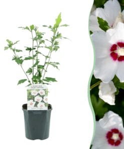 Hibiscus Syriacus Red Heart  - Bloem Wit Met Rood Hart - Bladverliezend - Weinig Onderhoud - Pot 17Cm Hoogte 45Cm
