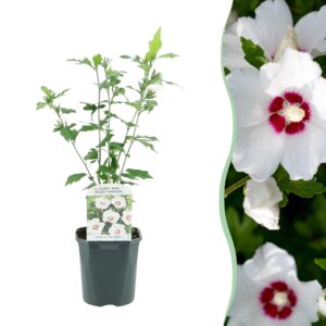 Hibiscus syriacus 'Red Heart' – bladverliezende tuinstruik – pot 17 cm, ±45 cm