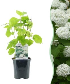 Pluim Hortensia - Hydrangea Arborescens Annabelle - Bloem Wit - 1 Plant - Bladverliezend - Grote Bloemen - Pot 17Cm Hoogte 50Cm