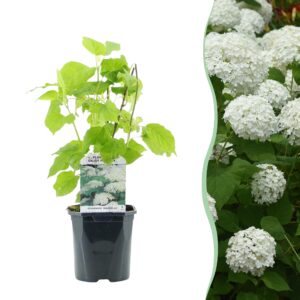 Bolvormige hortensia Annabelle (Hydrangea arborescens 'Annabelle') – pot 17 cm, ±50 cm