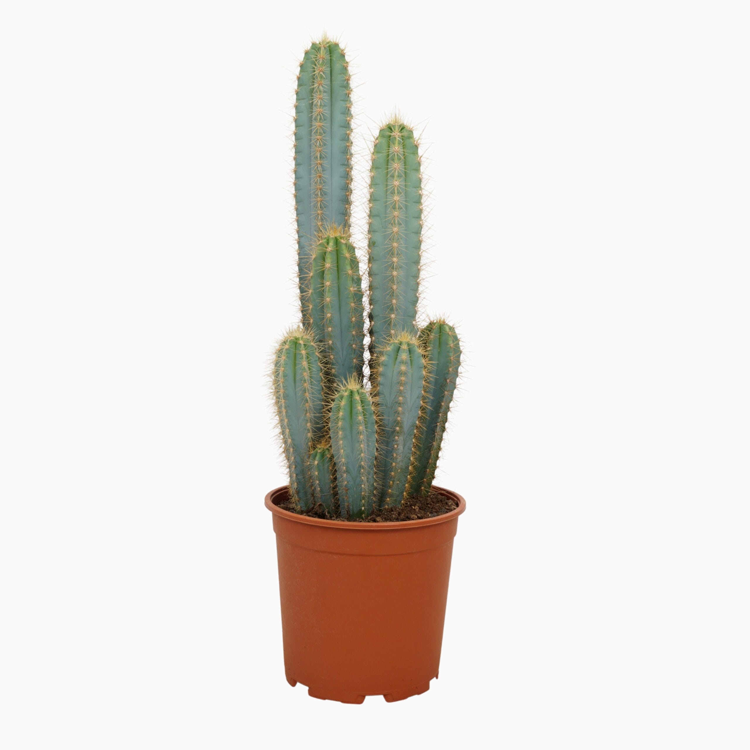 Pilosocereus Azureus