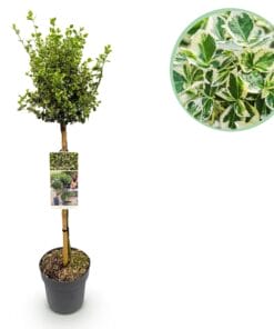 Euonymus Fortunei Emerald Gaiety - Plant Op Stam - Terras Plant - Bladhoudend - Pot 19Cm Hoogte 90Cm