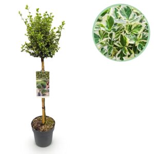 Euonymus op stam 'Emerald Gaiety' – bonte bodembedekker als sierstam – pot 19 cm, ±90 cm