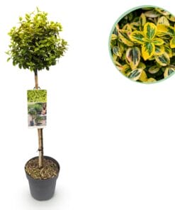 Euonymus Fortunei Emerald N Gold - Plant Op Stam - Terras Plant - Bladhoudend - Pot 19Cm Hoogte 90Cm