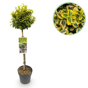 Kardinaalsmuts op stam (Euonymus fortunei 'Emerald 'n Gold') – bont – pot 19 cm, ±90 cm
