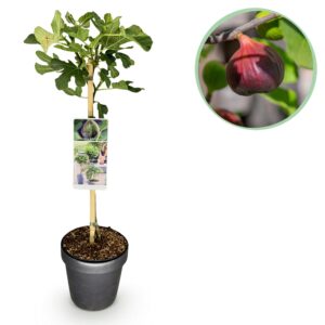 Vijgenboom op stam 'Brown Turkey' (Ficus carica 'Brown Turkey') – pot 19 cm, ±90 cm