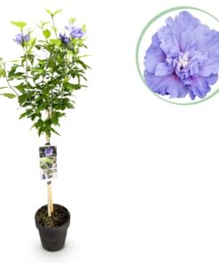 Hibiscus Syriacus Blue Chiffon® - Plant Op Stam - Terras Plant - Bladverliezend - Pot 19Cm Hoogte 90Cm