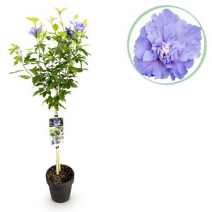Hibiscus op stam – grote blauwe bloemen, geschikt voor terras – pot 19 cm, ±90 cm