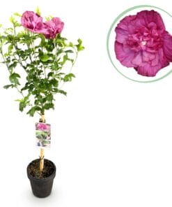 Hibiscus Syriacus Magenta Chiffon® - Plant Op Stam - Terras Plant - Bladverliezend - Pot 19Cm Hoogte 90Cm