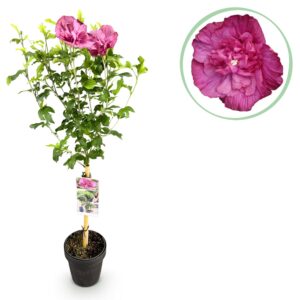 Hibiscus op stam – bladverliezende terrasplant op met magenta bloemen – pot 19 cm, ±90 cm