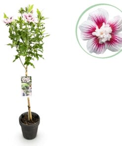 Hibiscus Syriacus Starburst Chiffon® - Plant Op Stam - Terras Plant - Bladverliezend - Pot 19Cm Hoogte 90Cm