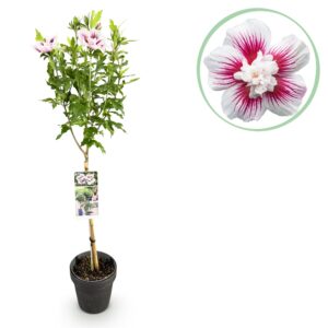 Hibiscus op stam – bladverliezende terrasplant op – pot 19 cm, ±90 cm