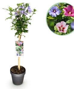 Hibiscus Syriacus Tricolour - Plant Op Stam - Terras Plant - Bladverliezend - Pot 19Cm Hoogte 90Cm