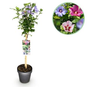 Hibiscus op stam 'Tricolour' – driekleurige bloemen op – pot 19 cm, ±90 cm