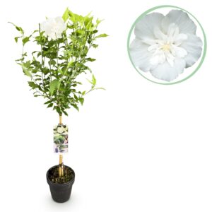 Hibiscus op stam White Chiffon – bladverliezende terrasplant – pot 19 cm, ±90 cm