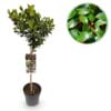 Ilex Meserveae Blue Maid - Plant Op Stam - Terras Plant - Bladverliezend - Pot 19Cm Hoogte 90Cm