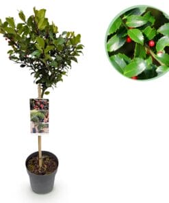 Ilex Meserveae Blue Maid - Plant Op Stam - Terras Plant - Bladverliezend - Pot 19Cm Hoogte 90Cm