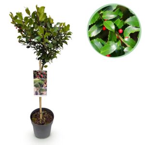Hulst op stam (Ilex meserveae 'Blue Maid') – wintergroene stamvorm – pot 19 cm, ±90 cm